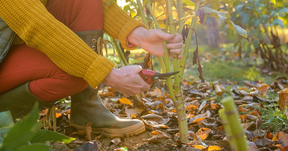 Gardener trimming plant stems in autumn